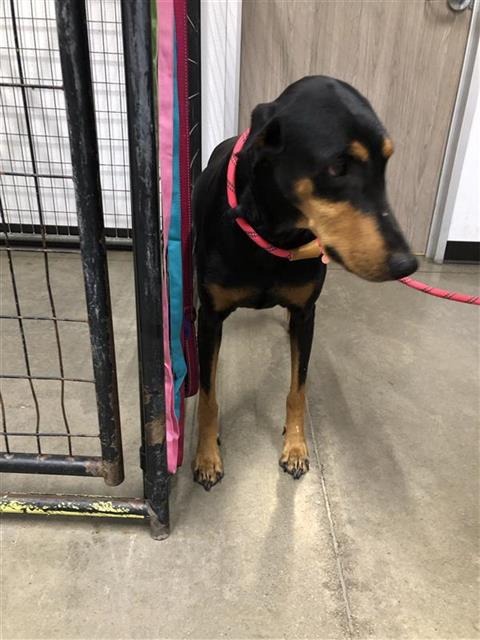 Adoptable Dog