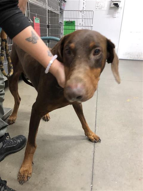 Adoptable Dog