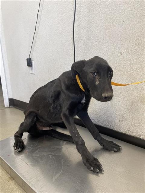 Adoptable Dog