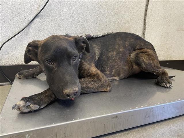 Adoptable Dog