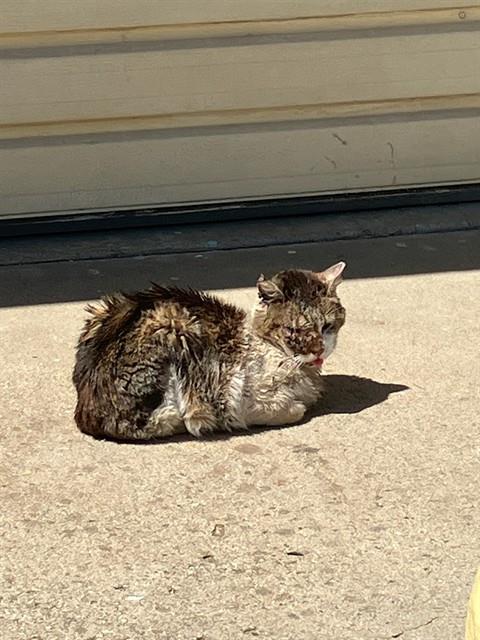 Adoptable Cat