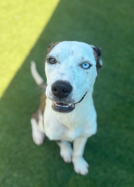 Daisy