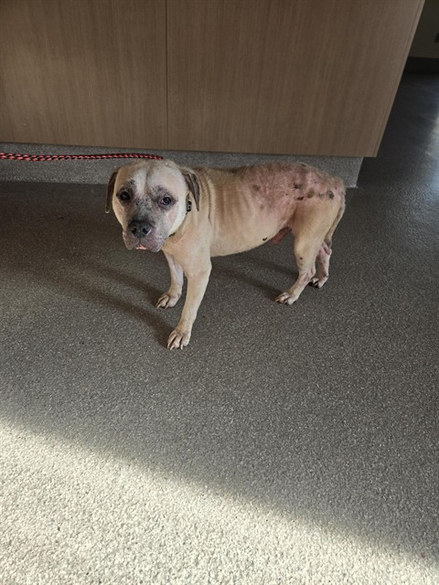 Adoptable Dog