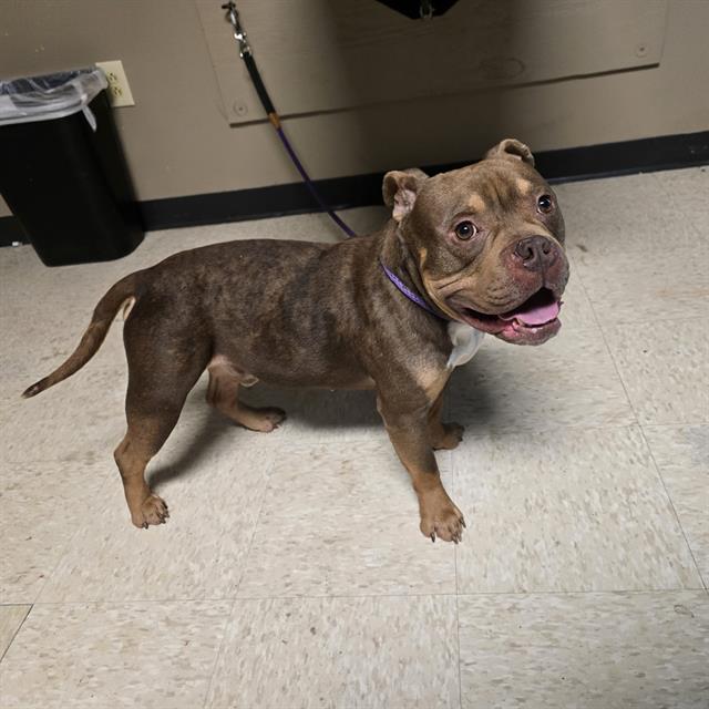 Adoptable Dog