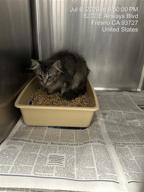 Adoptable Cat
