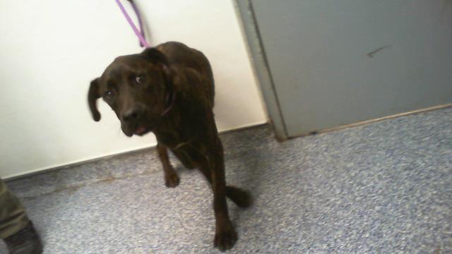 Adoptable Dog