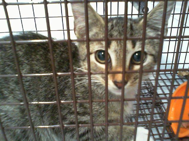 Adoptable Cat