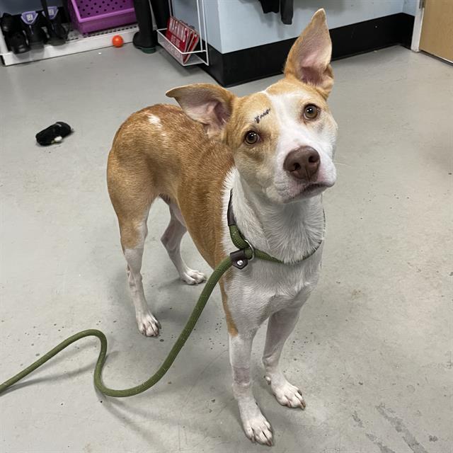 Adoptable Dog