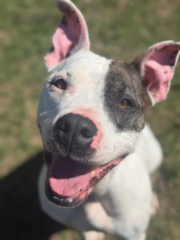 Princess Layla