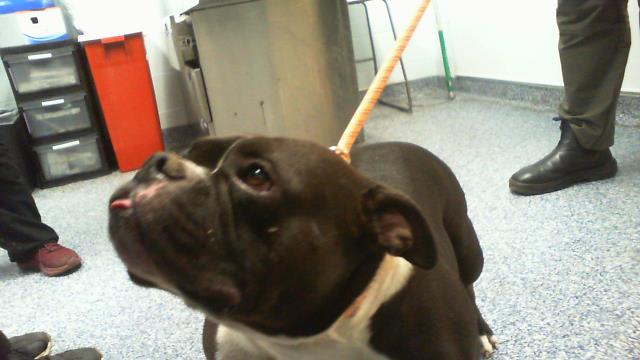 Adoptable Dog