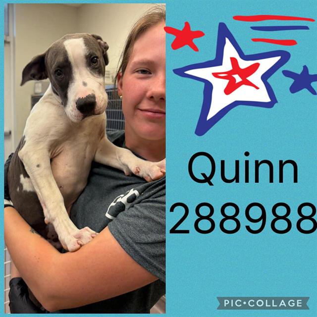 Quinn