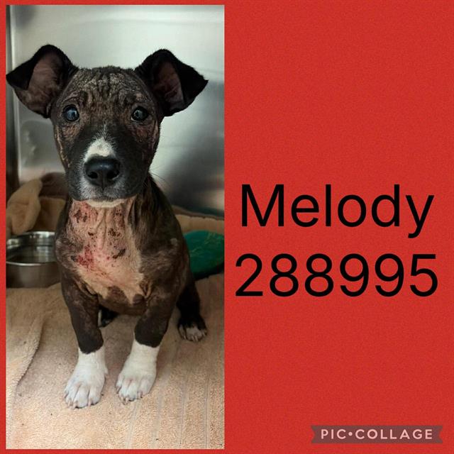 Melody
