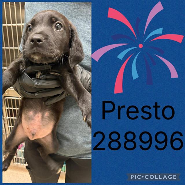 Presto