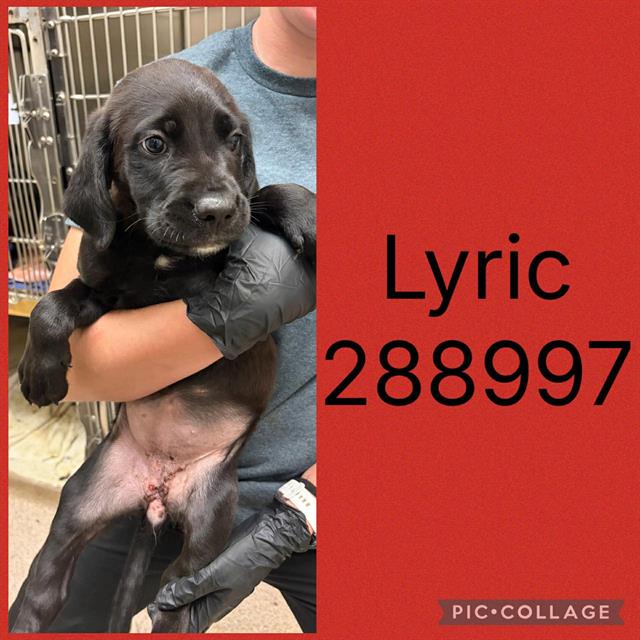 Lyric