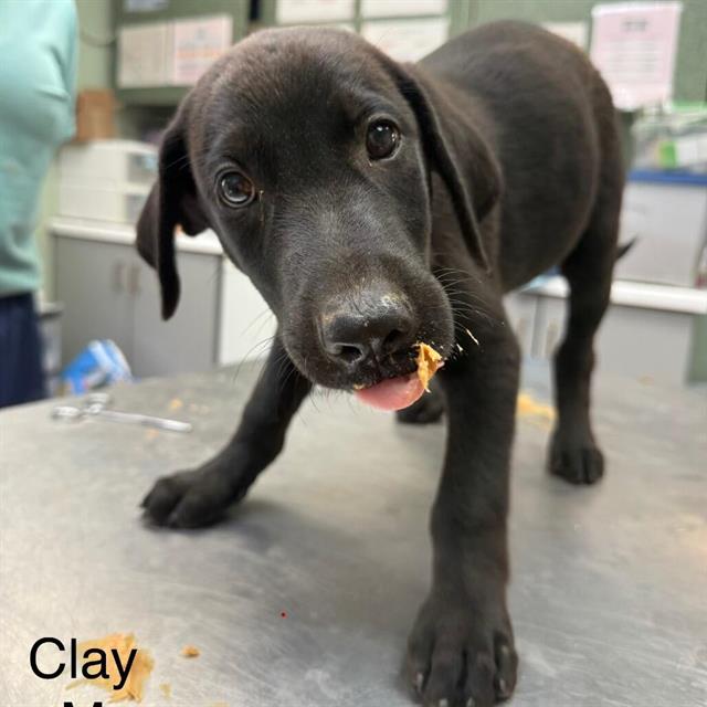 Clay