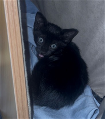 Binx