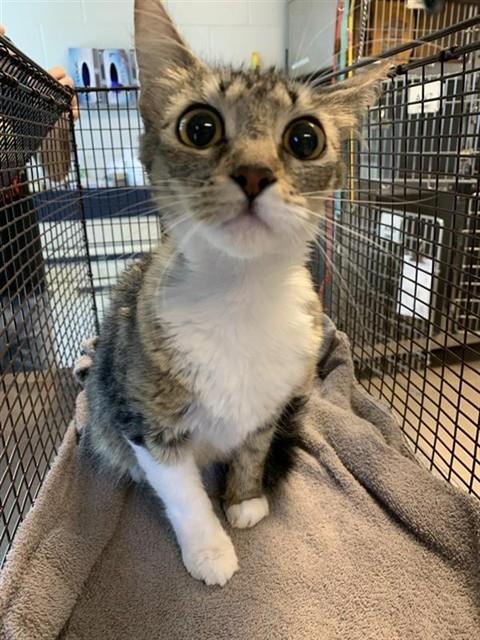 Adoptable Cat