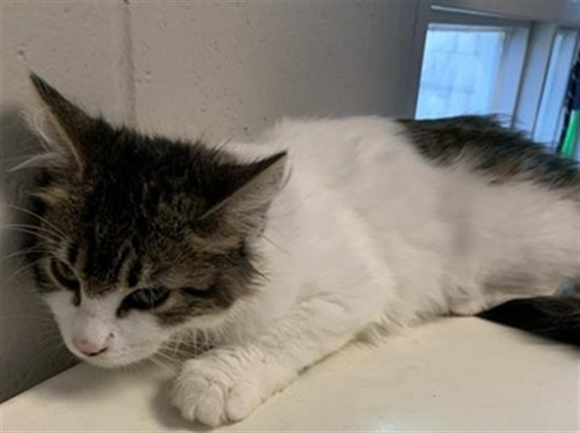 Adoptable Cat