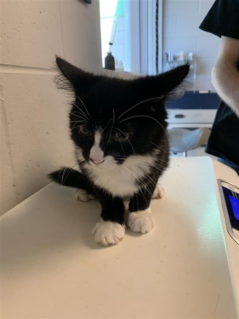 Adoptable Cat