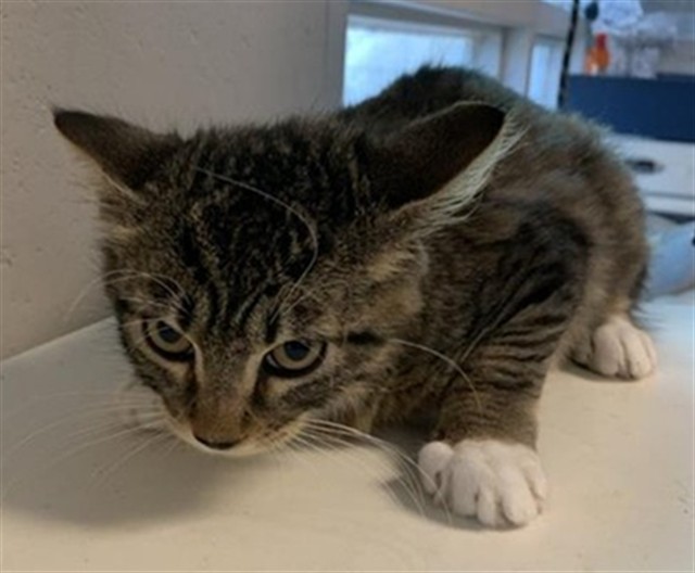 Adoptable Cat