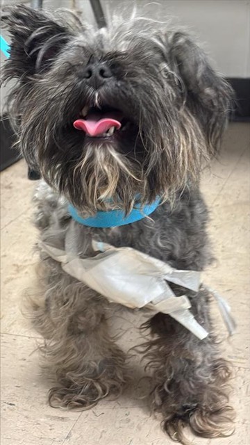 Morkie
