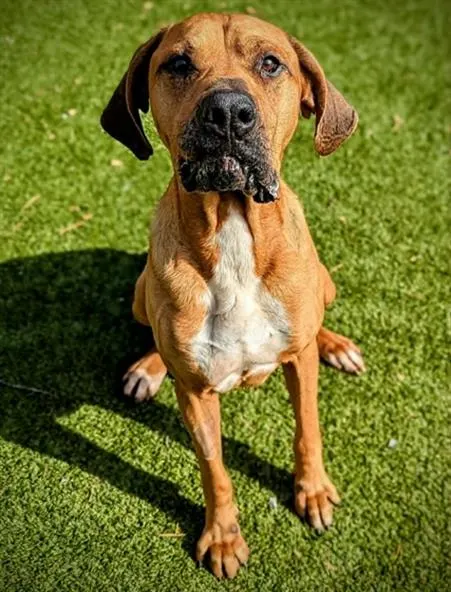 Sampson