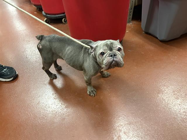 Adoptable Dog