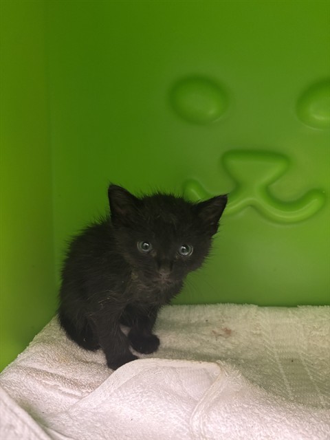 Binx