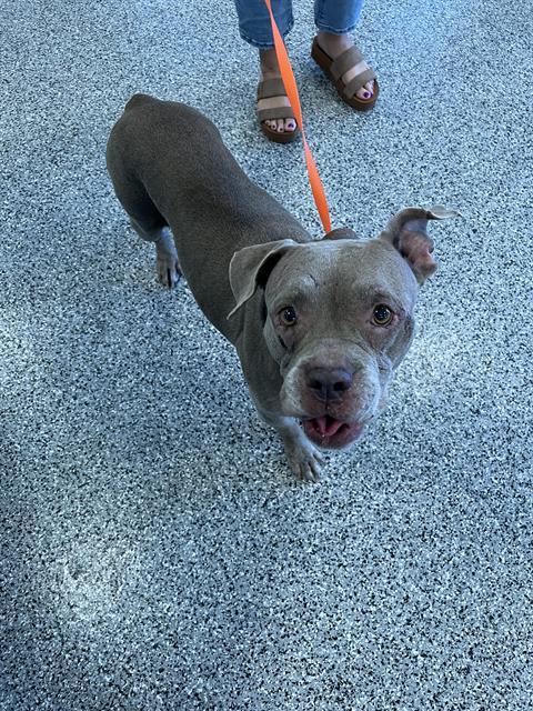 Adoptable Dog
