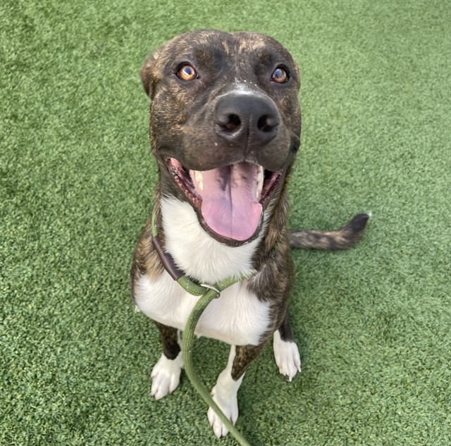 Adoptable Dog