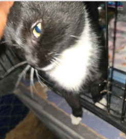 Tuxie