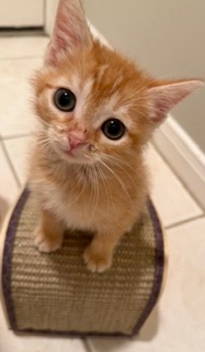 Cheddar