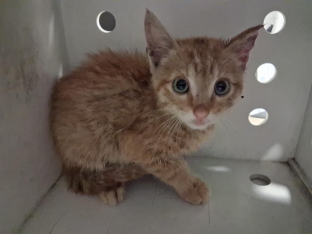 Adoptable Cat