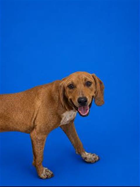 Bama