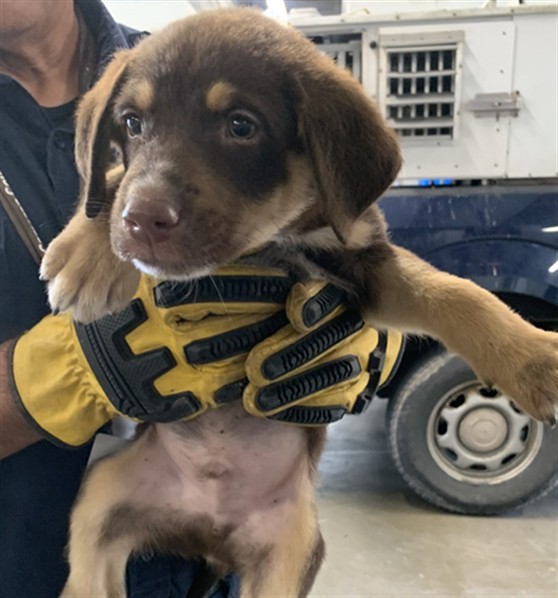 Adoptable Dog