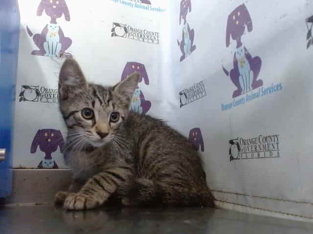 Adoptable Cat