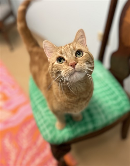 Butterscotch