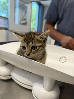Adoptable Cat