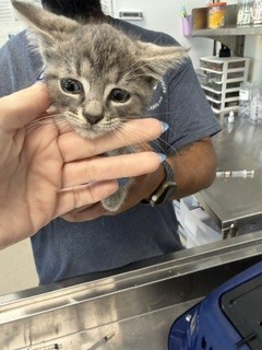Adoptable Cat