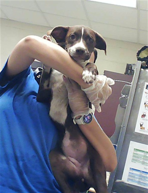 Adoptable Dog