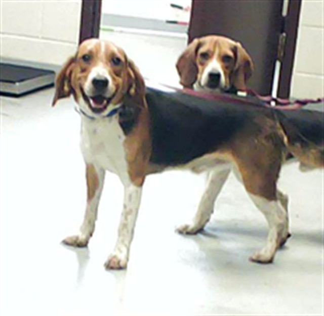 Adoptable Dog