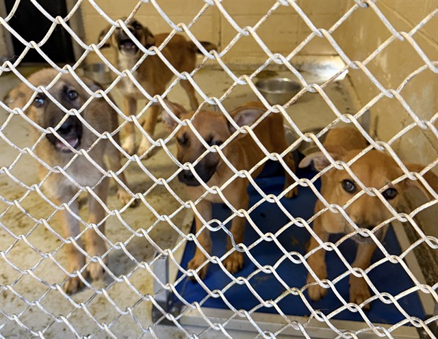 Adoptable Dog