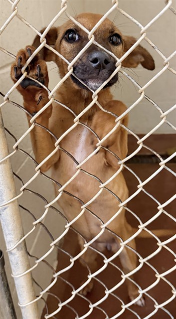Adoptable Dog