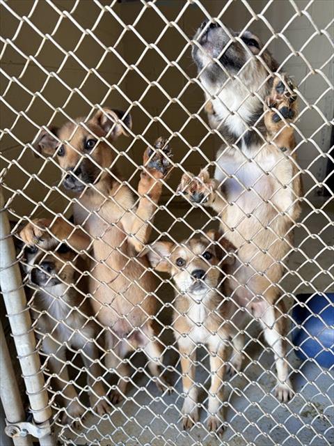 Adoptable Dog