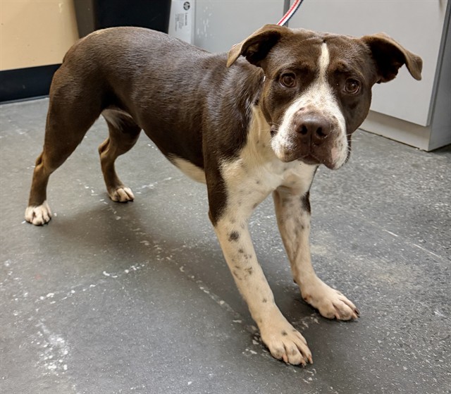 Adoptable Dog