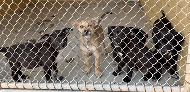 Adoptable Dog
