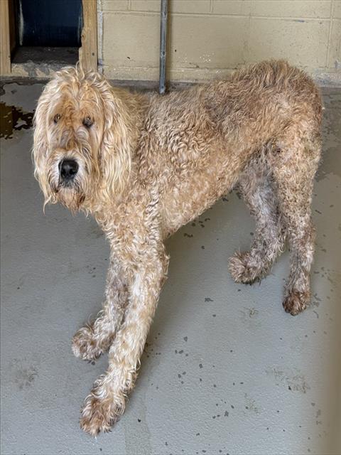 Adoptable Dog