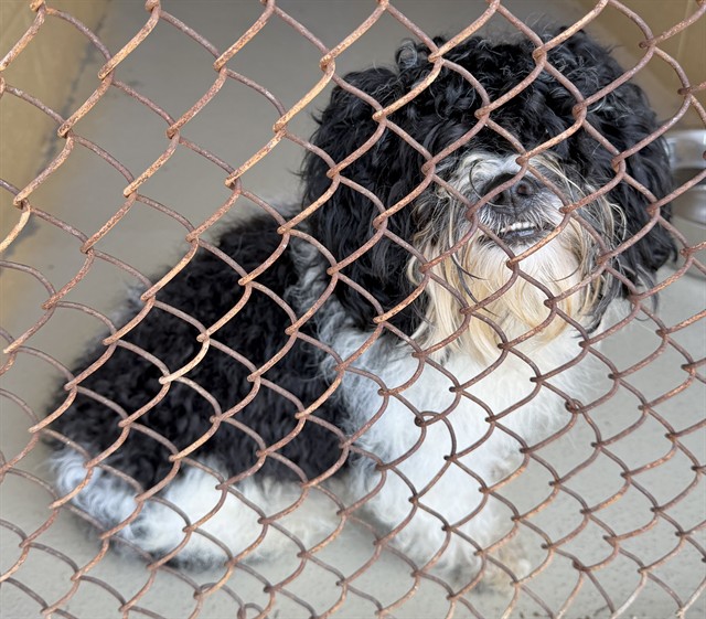 Adoptable Dog