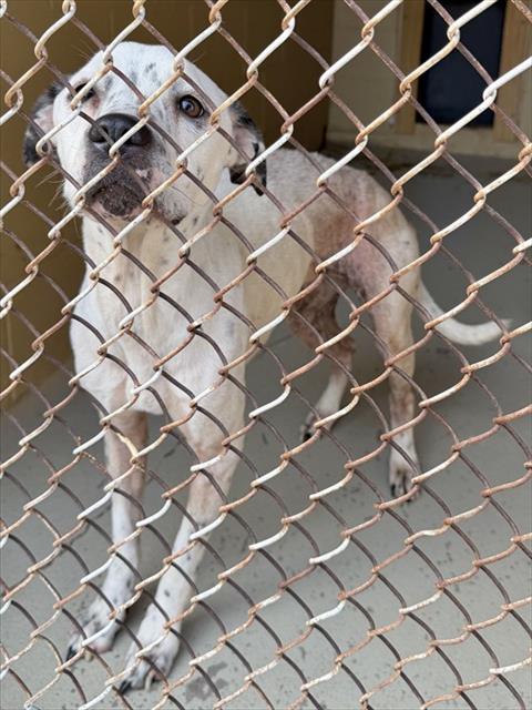 Adoptable Dog