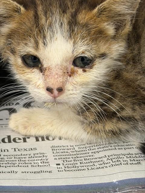 Adoptable Cat